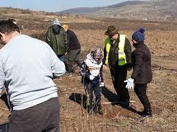 Directia Silvica planteaza  10.000 de puieti in Panic