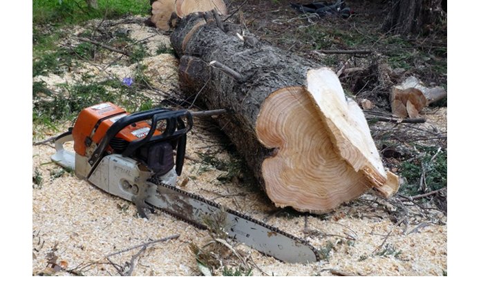 Doi barbati din Cizer acuzati de furt de arbori