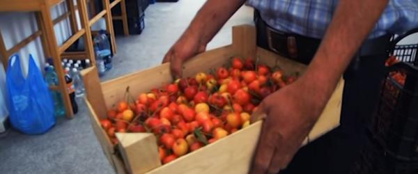 festivalul-cireselor-de-la-fagetu-sambata-si-duminica-editia-doua0_55818