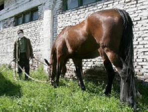 Hoti de cai din Salaj prinsi in Cluj