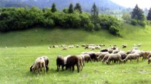 Consiliile locale sunt obligate sa inchirieze pasunile comunale