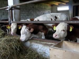 imagine-articol0_40235