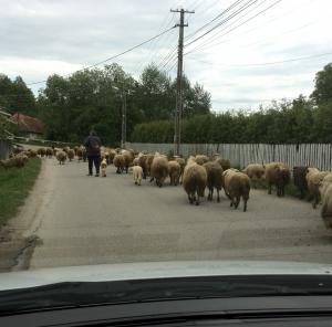 imagine-articol0_40394