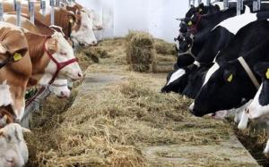 imagine-articol0_40523