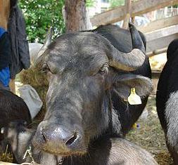 imagine-articol0_40559