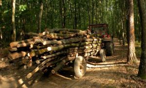 imagine-articol0_40560