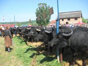 imagine-articol0_40581