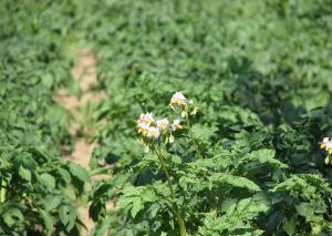 imagine-articol0_40649