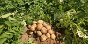 imagine-articol0_41105