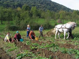 imagine-articol0_41327