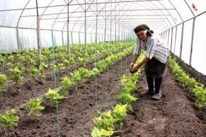 imagine-articol0_41563