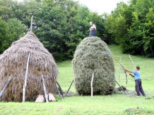 imagine-articol0_41587