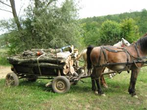 imagine-articol0_41647