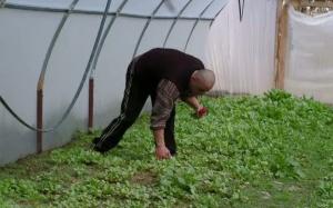 imagine-articol0_41666