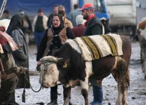 imagine-articol0_41732