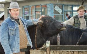 imagine-articol0_42554