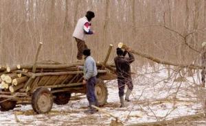 imagine-articol0_42555