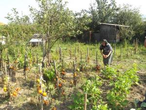 imagine-articol0_42740