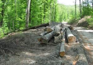 imagine-articol0_43020