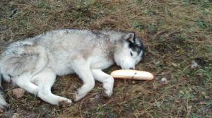 imagine-articol0_43201