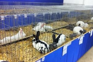 imagine-articol0_43478