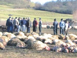 imagine-articol0_43646