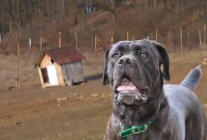 imagine-articol0_43734