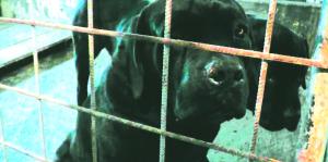 imagine-articol0_43756