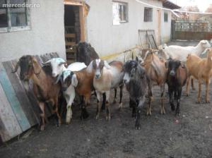 imagine-articol0_44043