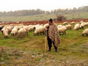 imagine-articol0_44211