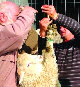 imagine-articol0_44398