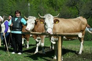 imagine-articol0_44597