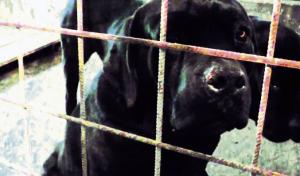 imagine-articol0_45389