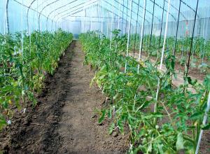 imagine-articol0_45899