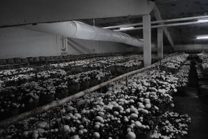 imagine-articol0_46099