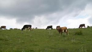 imagine-articol0_46162