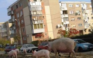 imagine-articol0_46307