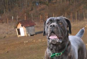 imagine-articol0_46481