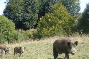 imagine-articol0_46642