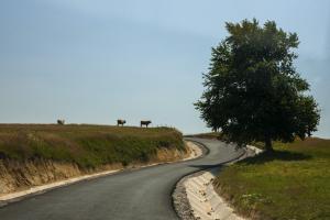 imagine-articol0_48129