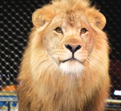 imagine-articol0_49385