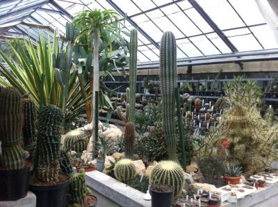 imagine-articol0_50863