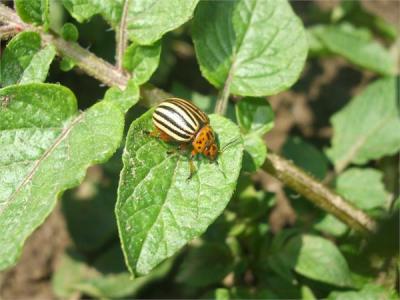 Avertizare fitosanitara pentru vita de vie  si pentru cartof, tomate, vinete si ardei