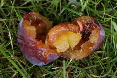 imagine-articol0_51267