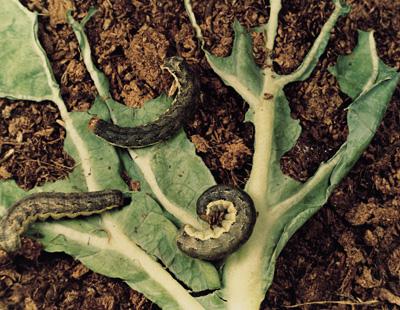 imagine-articol0_51284