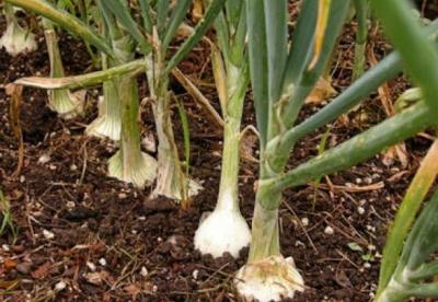 imagine-articol0_51330