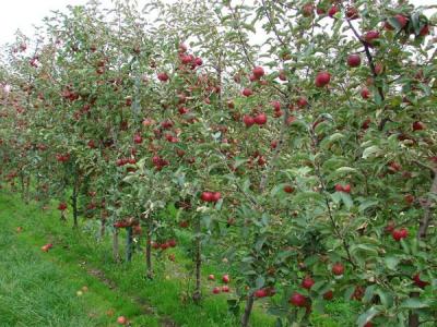 imagine-articol0_51667