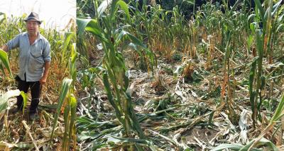 imagine-articol0_51863