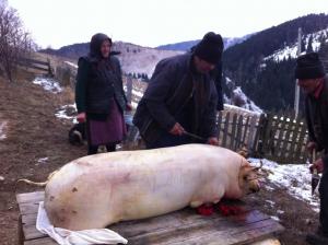 imagine-articol1_44054