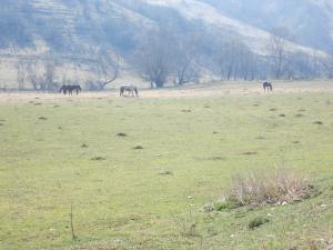 imagine-articol2_44456